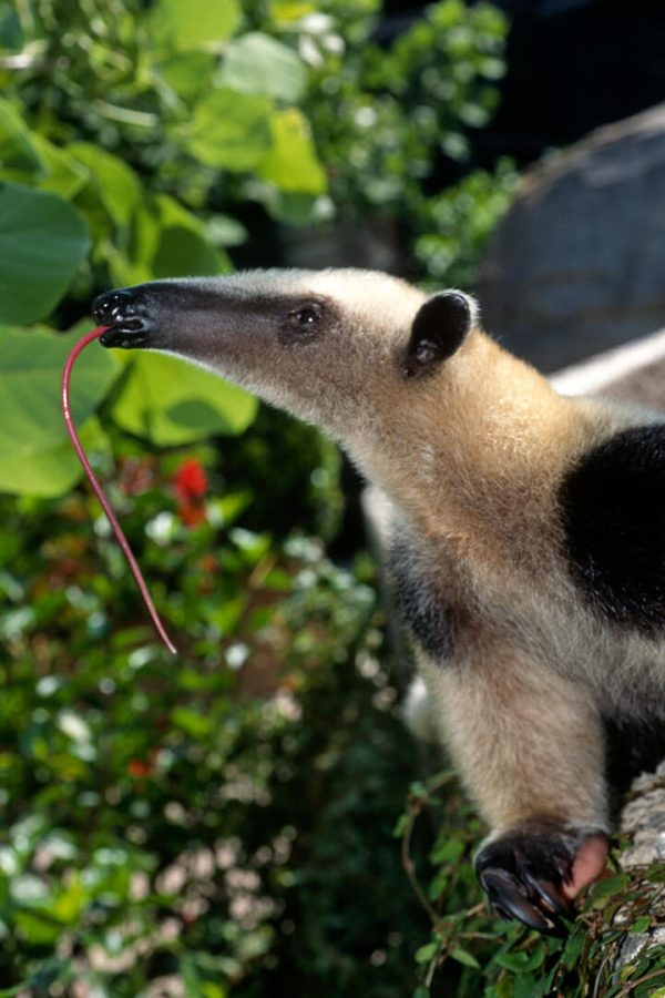 tamandua stuffed animal