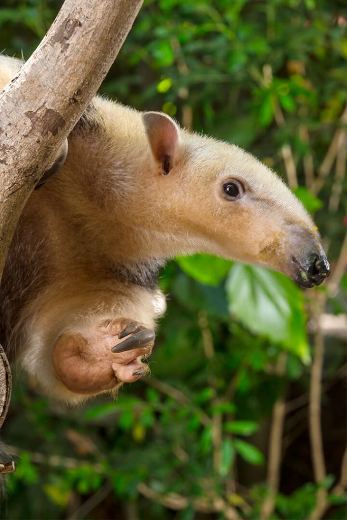 tamandua plush