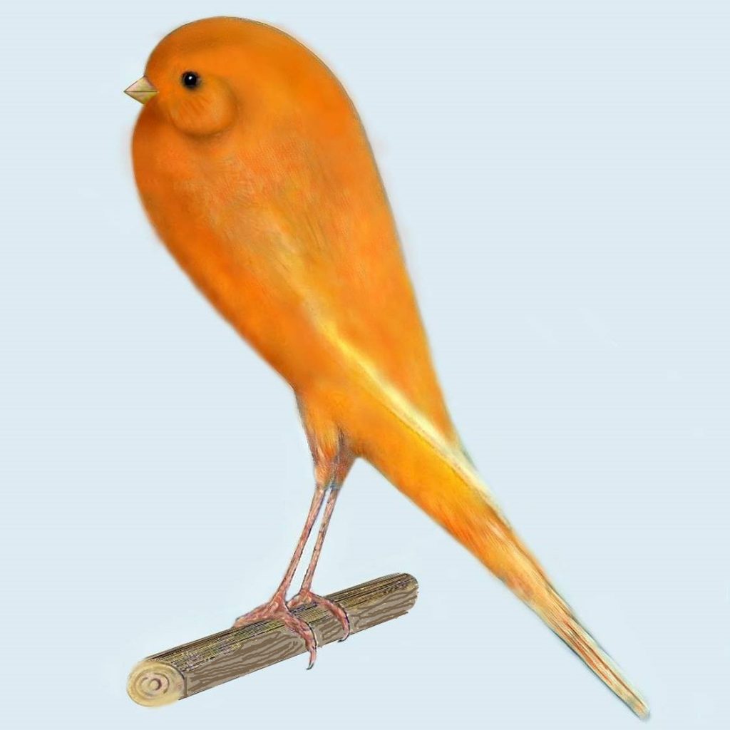 Giboso Espanol Canary (Serinus canaria) for sale – Live Zoo Animals