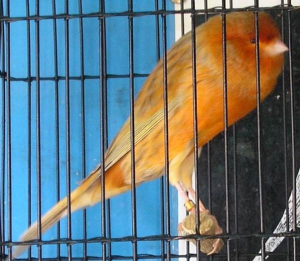 Yorkshire canary / serinus canaria available for sale – Live Zoo ...