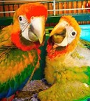 Hybrid Parrots