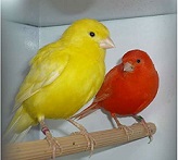 Canary Birds