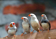 Finches